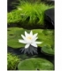 Nymphaea