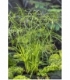 Cyperus