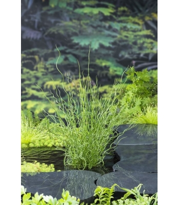 Juncus