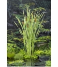 Typha