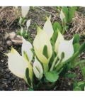 Lysichiton