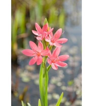 Schizostylis