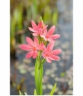 Schizostylis