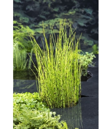Equisetum
