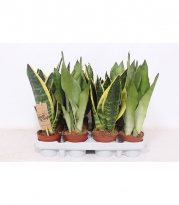 Sansevieria