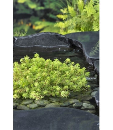 Myriophyllum