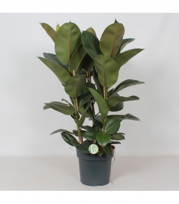 Ficus