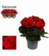 Begonia