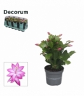 Schlumbergera