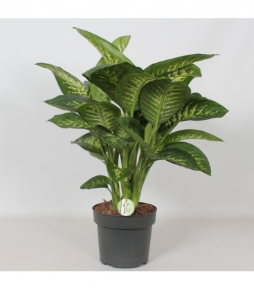 Dieffenbachia