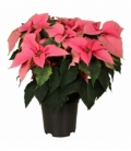 Poinsettia