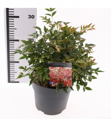 Nandina