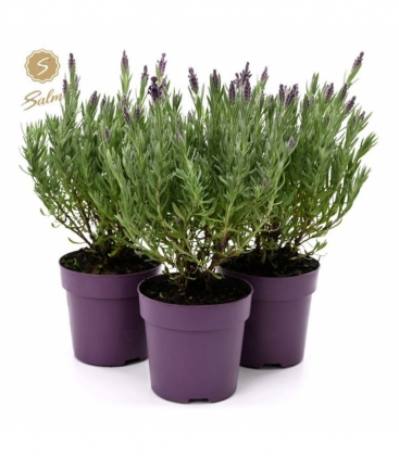 Lavandula