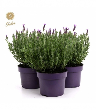 Lavandula