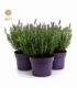 Lavandula