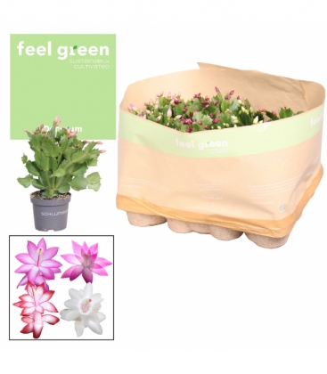 Schlumbergera