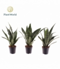 Sansevieria