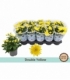 Chrysanthemum