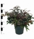 Leucothoe