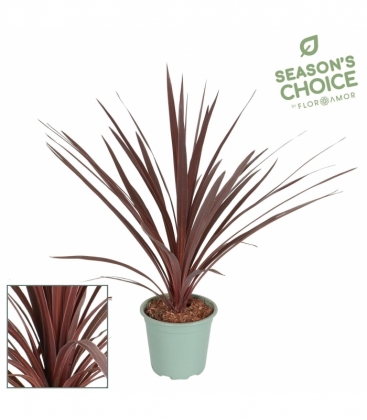 Cordyline