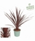 Cordyline