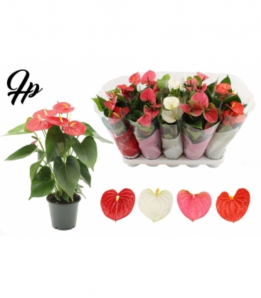 Anthurium