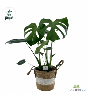 Monstera