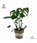 Monstera