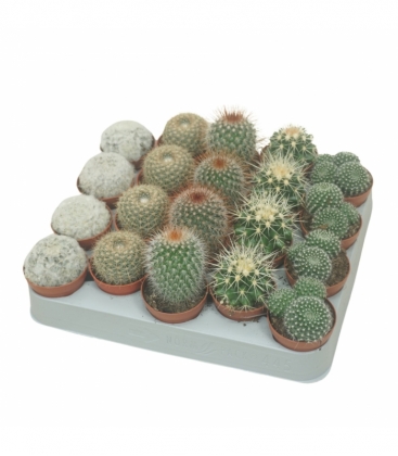 Cactus