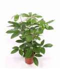 Schefflera
