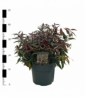 Leucothoe