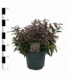 Leucothoe