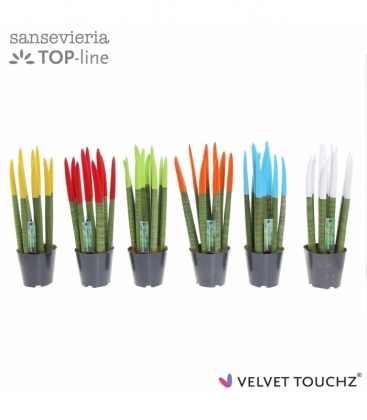Sansevieria