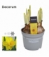 Narcissus