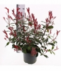 Photinia