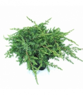 Juniperus