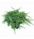 Juniperus