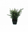 Taxus