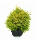 Thuja