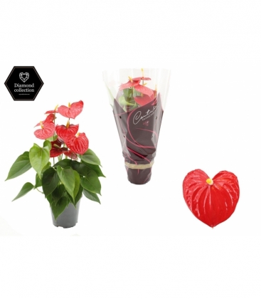 Anthurium