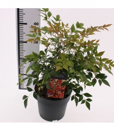 Nandina