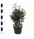 Sarcococca