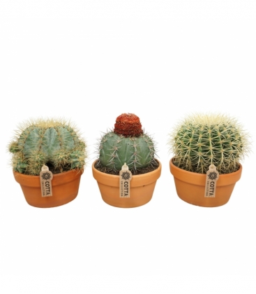 Cactus