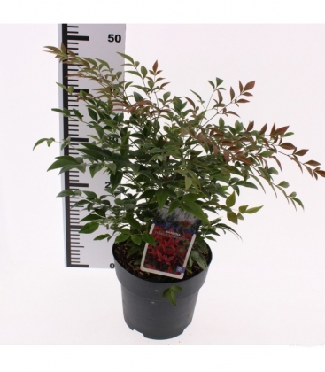 Nandina