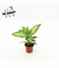 Dieffenbachia