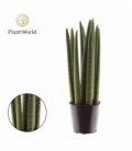 Sansevieria