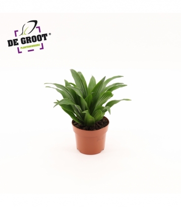Dracaena