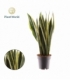 Sansevieria