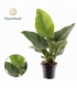 Philodendron