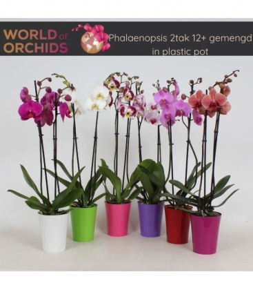 Phalaenopsis